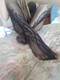 Foto privada de NIKITA_07