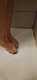 piedi