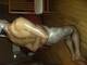 Foto privada de ladysnake