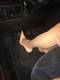 gambe 6