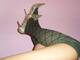 Foto privada de piccola_lady