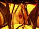Foto privada de hot-tigersex