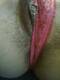 Foto privada de MyPussyCat